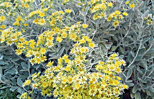 garden flower plant senecio