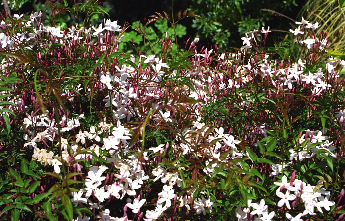 garden flower plant jasmine