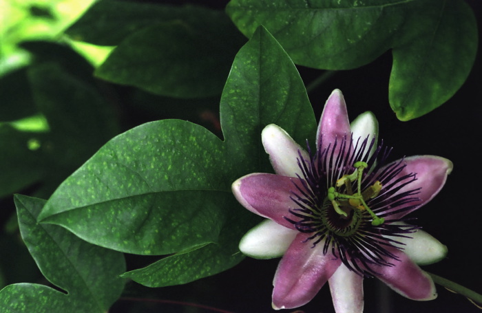 garden flower plant passionflower