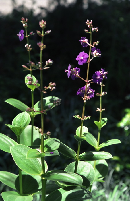 garden flower plant tibouchina