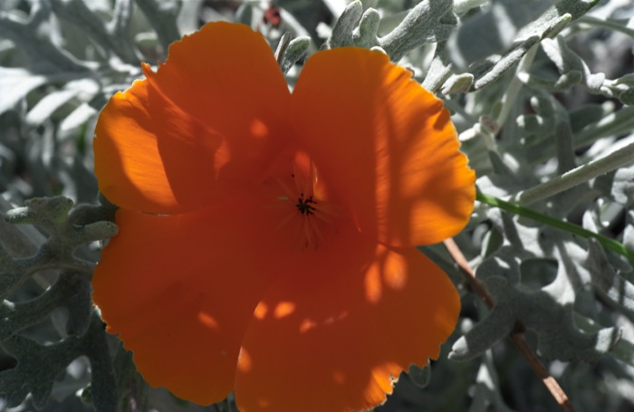 garden flower plant poppy