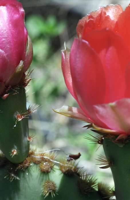 garden flower plant cactus