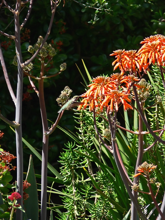 garden flower bird hummingbird plant succulent plant succulent aloe