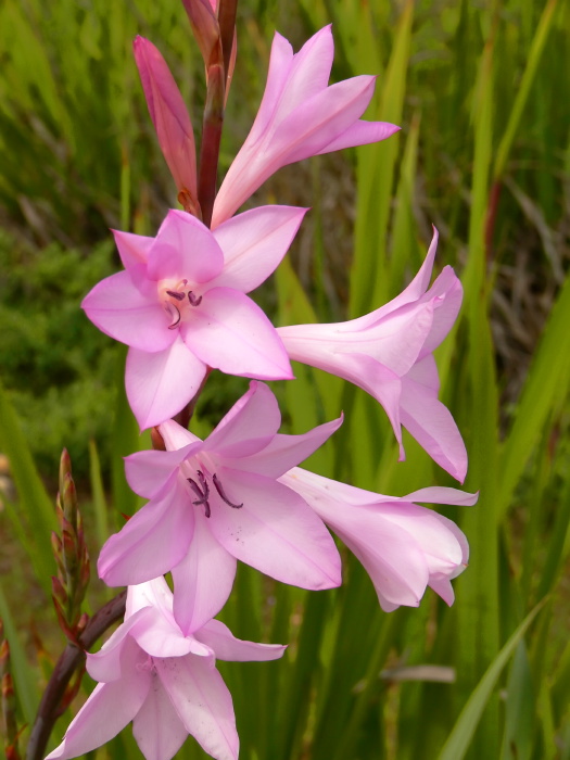 garden flower plant ixia