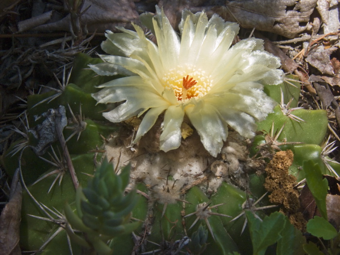 garden flower plant cactus