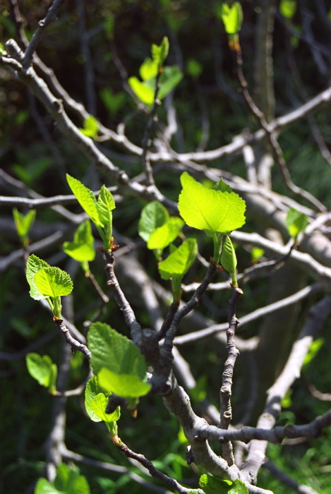 garden bud plant fig