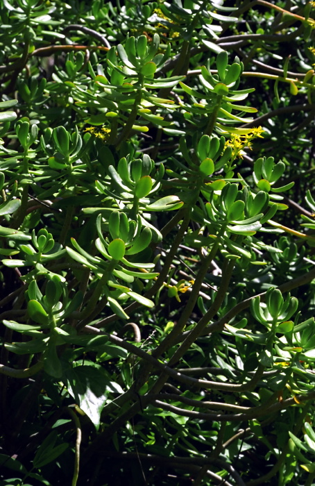 garden plant succulent jade