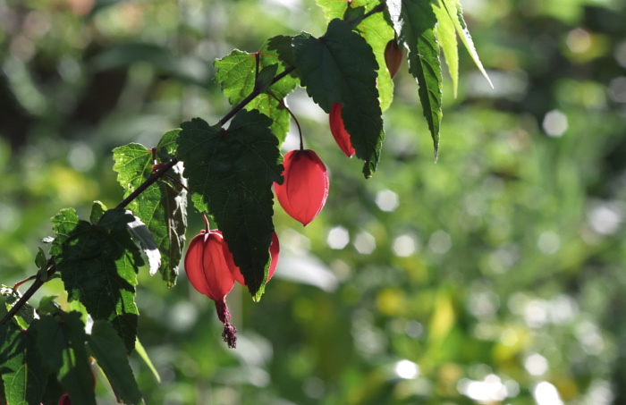 garden flower leaf plant japanese lantern