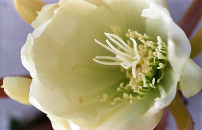 garden flower plant cactus epiphyllum