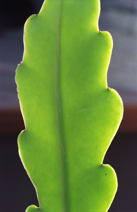 garden leaf plant cactus epiphyllum