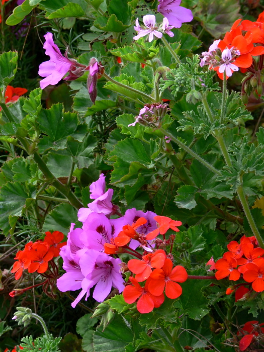  flower plant geranium