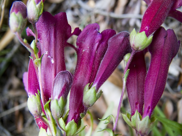  flower plant penstemon