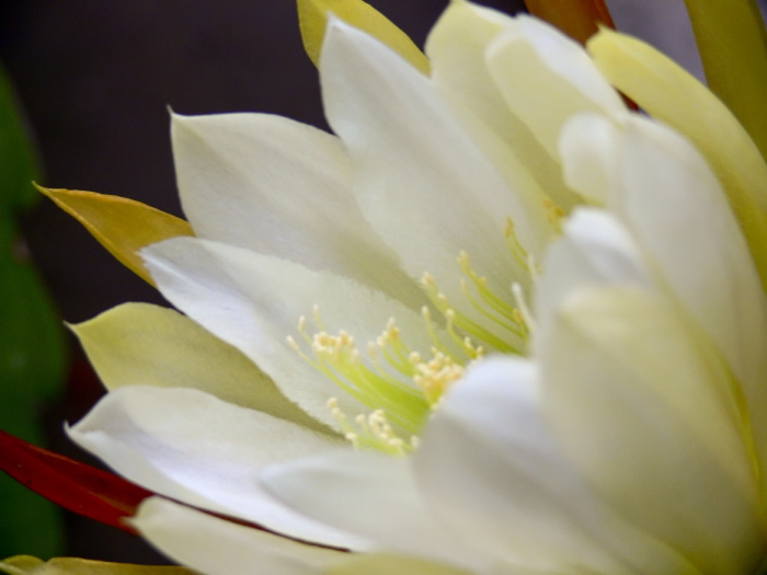 garden flower plant cactus epiphyllum