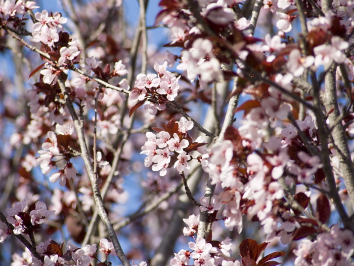 garden flower plant plum