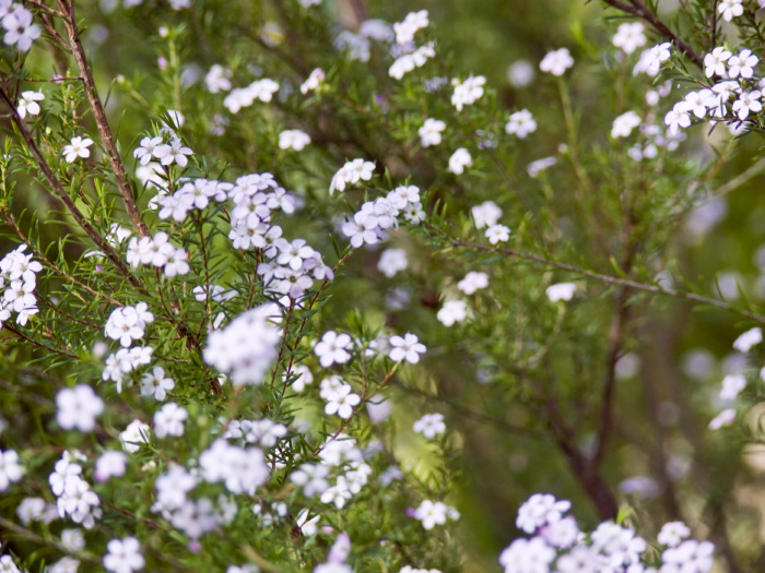 garden flower