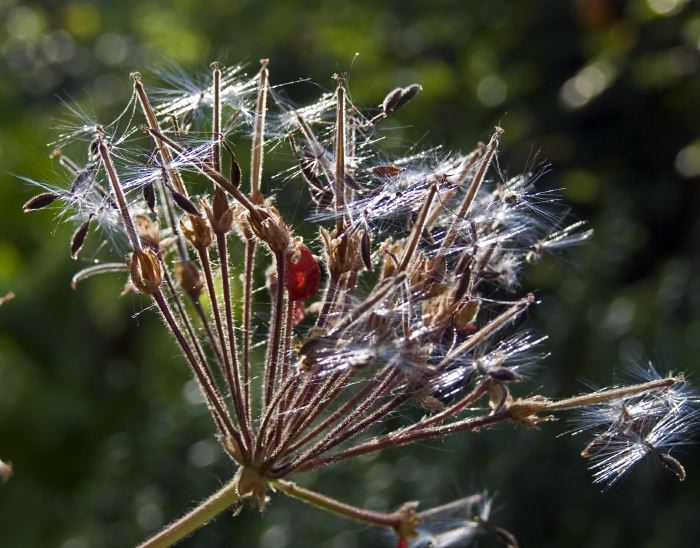 garden dry plant geranium