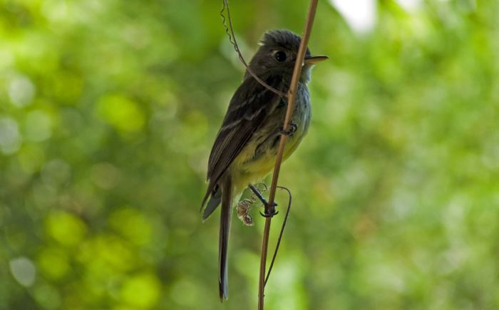  bird flycatcher