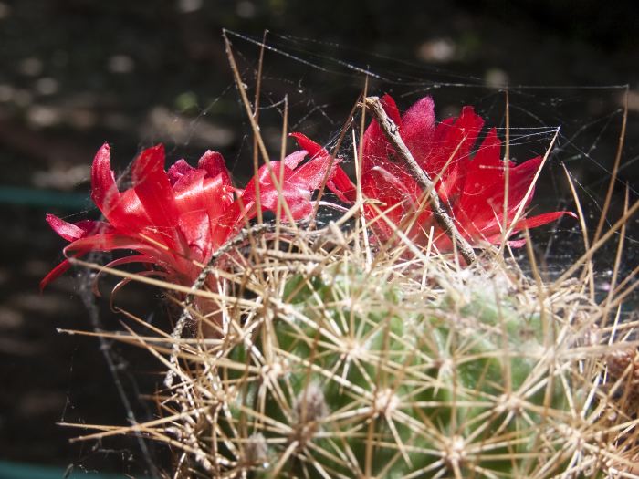 garden flower plant cactus