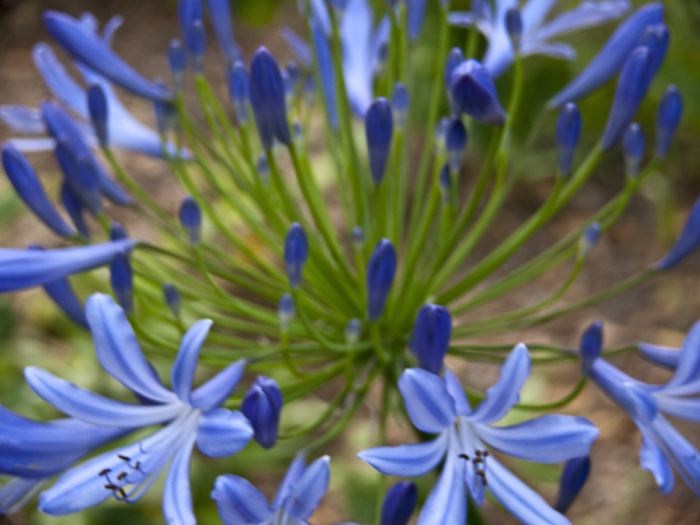 garden flower plant agapanthus (lily of the nile)