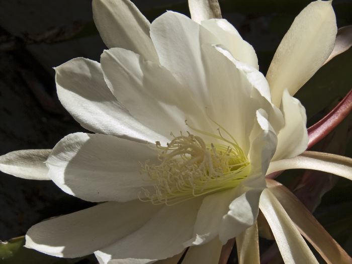 garden flower plant cactus epiphyllum