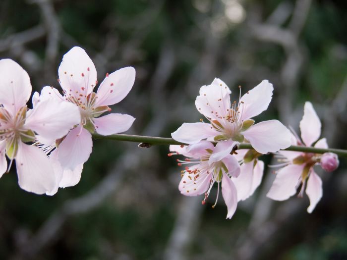 garden flower plant peach