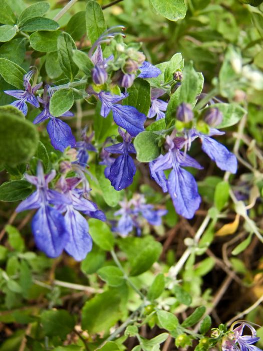 garden flower plant ajuga