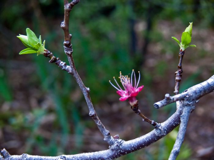 garden flower plant apricot