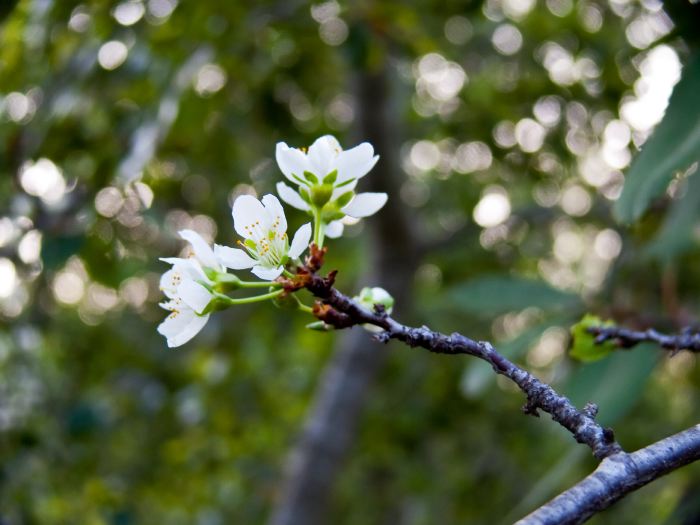 garden flower plant plum