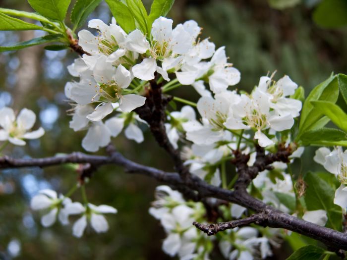 garden flower plant plum