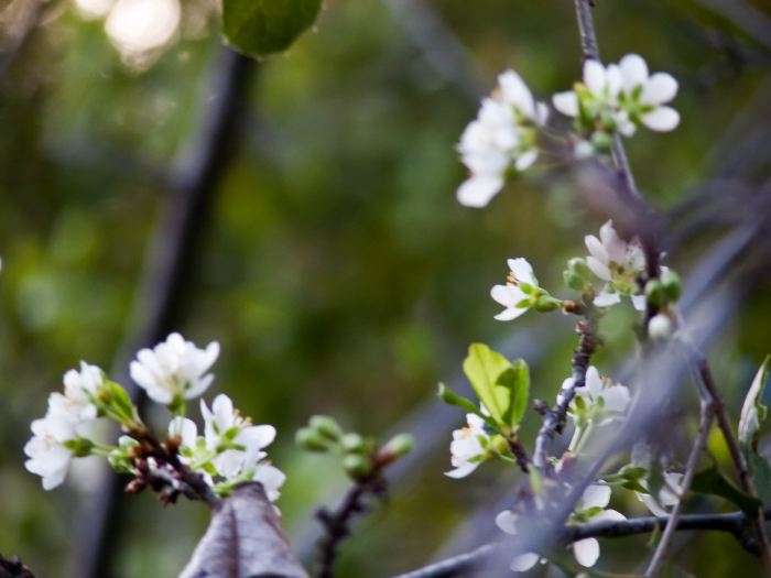 garden flower plant plum