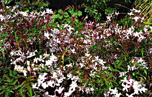 garden flower plant jasmine