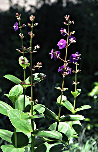 garden flower plant tibouchina