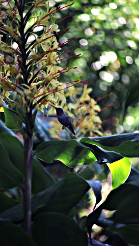 garden flower bird hummingbird plant ginger