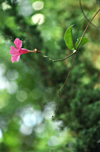 garden flower plant pandorea