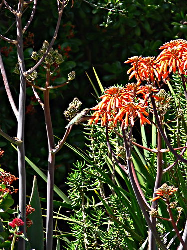 garden flower bird hummingbird plant succulent plant succulent aloe