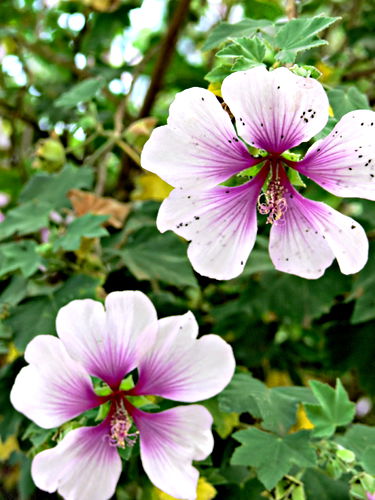  flower plant mallow