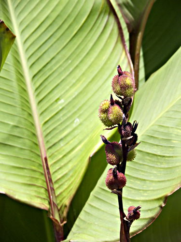  leaf seed pod plant canna lily