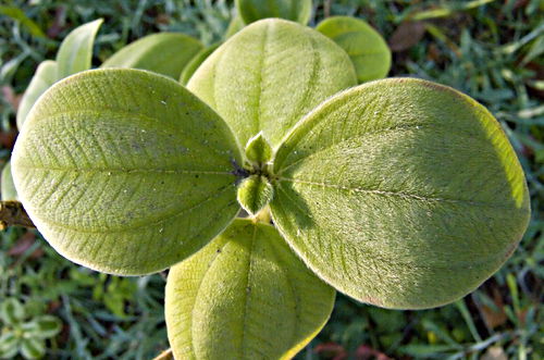 garden leaf plant tibouchina