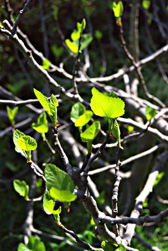 garden bud plant fig