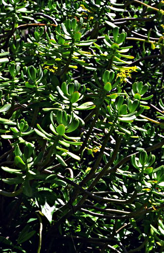 garden plant succulent jade