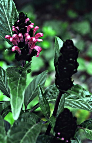 garden flower leaf plant justicia