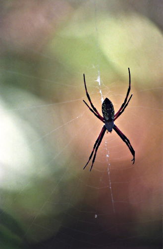 garden insect spider