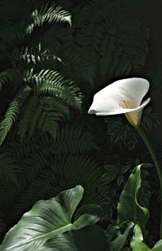 garden flower leaf plant lily