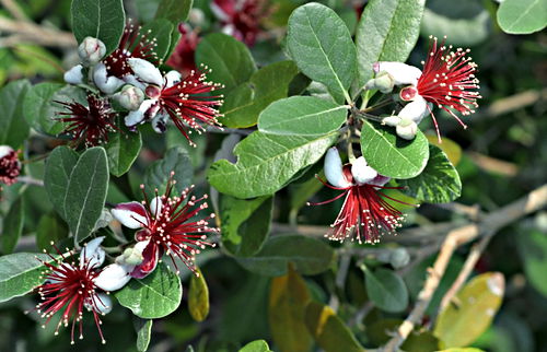 garden flower plant guava