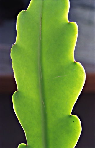 garden leaf plant cactus epiphyllum