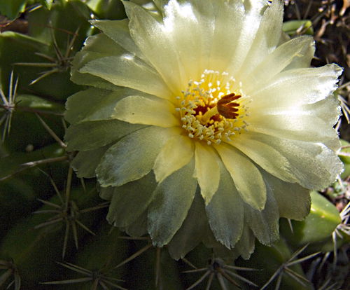 garden flower plant cactus