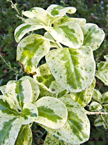 garden leaf plant coprosma