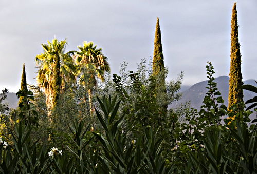 sunset plant palm plant oleander