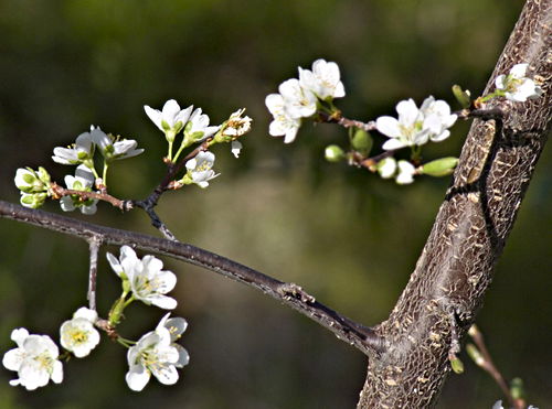 garden bark flower plant plum