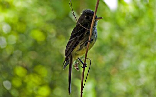  bird flycatcher